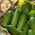 Agurkas Gomes - Cucumis sativus - Gomes - sėklos