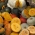 Græskar - mix  - Cucurbita maxima  - frø
