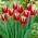 Tulpan "Kung Fu" - 5 st.