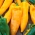 Spanskpeppar - Corno di Toro Giallo - Capsicum L. - frön