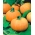 巨大カボチャ「アマゾンカ」 -  21種 - Cucurbita maxima  - シーズ