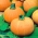 巨大カボチャ「アマゾンカ」 -  21種 - Cucurbita maxima  - シーズ