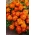 Ryhmäsamettikukka - Bolero - 350 siemenet - Tagetes patula L.