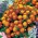 Tagetes patula -  Harmony - Tagetes patula L. - sementes