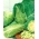 Кочанная капуста - Express - белый - 200 семена - Brassica oleracea convar. capitata var. alba