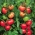 Томаты - Святой Петр - 200 семена - Lycopersicon esculentum Mill