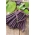 Фасо́ль обыкнове́нная - Amethyst - Phaseolus vulgaris L. - семена