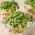 Microgreens - Basilicão - Sweet Large - 1950 sementes - Ocimum basilicum