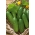 Kumara "Junak" - 105 semen - Cucumis sativus - semena