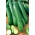 오이 테사 씨앗 - 쿠쿠 미스 사티 부스 - 105 종 - Cucumis sativus