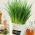 Cebolinho - Broad Leaf - 1700 sementes - Allium schoenoprasum L.