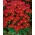 Dwarf aster "Pepite" - merah - 