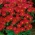 Dwarf aster "Pepite" - merah - 
