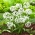 Allium Cowanii - 20 củ