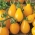 필드 토마토 "물방울"-노랑, 배 모양의 과일 - 
