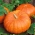 Jättikurpitsa - Rouge vif d'Etampes - 9 siemenet - Cucurbita maxima