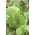 Cavolo verza - Vertus 2 - 640 semi - Brassica oleracea var. sabauda