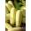 Paprastasis agurkas - White Wonder - 80 sėklos - Cucumis sativus