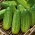Pepino - Polan - 100 gramas -  Cucumis sativus - sementes