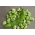 Broad bean "Bizon" - 1 kg