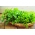 ใบผักชีฝรั่ง "Natalka" - เทปเมล็ด - 