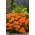 Fløjlsblomst - Aurora - appelsin - 300 frø - Tagetes patula L.