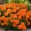 Fløjlsblomst - Aurora - appelsin - 300 frø - Tagetes patula L.