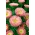 Kinesisk prinsesse aster 'Niusia' - 