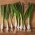 웨일스 어 양파 "바이칼"- 오래 견디고 맛있는 그린 - 750 종 - Allium fistulosum  - 씨앗