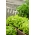 Bataviasallat - Justyna - 950 frön - Lactuca sativa L. var. Capitata