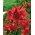 Red Asiatic lily - Red - Large Pack! - 15 pcs.