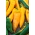 Spanskpeppar - Corno di Toro Giallo - Capsicum L. - frön