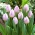 Tulpė „Candy Prince“ - 5 vnt - 