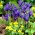 Vinterakonit och 'Harmony' iris set - 75 st - 