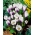 Crocus 'Prins Claus' - großes Paket - 100 Stück - 