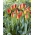 'Banja Luka' tulp - suur pakk - 50 tk - 