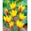 Tulip 'Chrysantha' - suur pakk - 50 tk - 