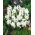 Proužek pruhovaný - Puschkinia alba - velké balení - 100 ks; Libanonská squill - 