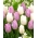 2 db tulipánfajta 'Candy Prince' + 'White Prince' - 50 db - 