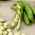 Saubohne "Bachus"; Fava Bohne, Ackerbohne - 