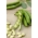 Saubohne "Bachus"; Fava Bohne, Ackerbohne - 