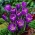 Crocus 'Remembrance' - XXXL-Paket! - 500 Stück - 