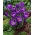 Crocus 'Remembrance' - XXXL-Paket! - 500 Stück - 