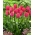 Tulpe 'Van Eijk' - XXXL Paket! - 250 Stk - 