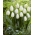 Valge printsi tulp - XXXL pakk! - 250 tk - 