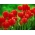 Tulip Red - XXXL pakk! - 250 tk - 