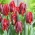 Tulip 'Rococo' - suur pakk - 50 tk - 