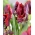 Tulip 'Rococo' - suur pakk - 50 tk - 