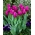 Tulpe 'Passionale' - großes Paket - 50 Stück - 