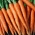 Carrot "Imperator" - late variety